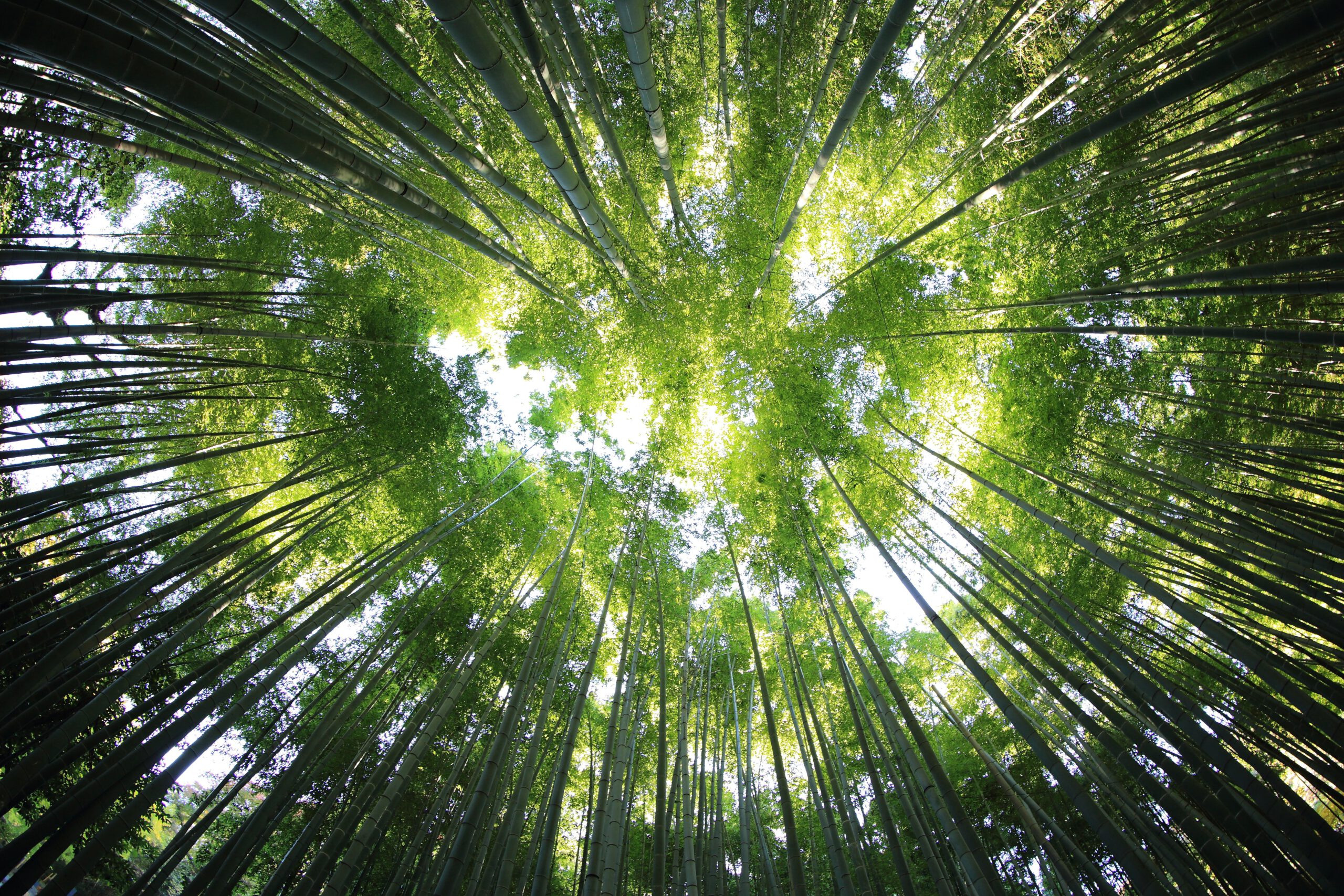 kazuend-19SC2oaVZW0-unsplash kazuend-19SC2oaVZW0-unsplash